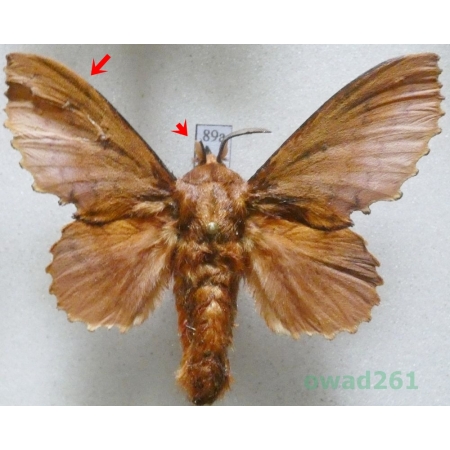 Gastropacha quercifolia (Linnaeus, 1758) male Czech89a